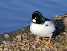 Goldeneye (WWT Slimbridge 29/11/19) ©Nigel Key