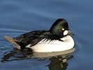 Goldeneye (WWT Slimbridge 29/11/19) ©Nigel Key