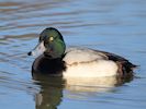 Greater Scaup (WWT Slimbridge 29/11/19) ©Nigel Key