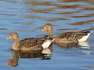 Greylag Goose (WWT Slimbridge 29/11/19) ©Nigel Key