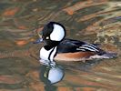 Hooded Merganser (WWT Slimbridge 29/11/19) ©Nigel Key