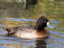 Lesser Scaup (WWT Slimbridge 29/11/19) ©Nigel Key