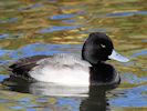 Lesser Scaup (WWT Slimbridge 29/11/19) ©Nigel Key