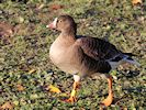 Lesser White-Fronted Goose (WWT Slimbridge 29/11/19) ©Nigel Key