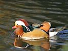 Mandarin (WWT Slimbridge 29/11/19) ©Nigel Key