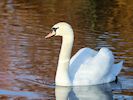 Mute Swan (WWT Slimbridge 29/11/19) ©Nigel Key