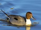 Northern Pintail (WWT Slimbridge 29/11/19) ©Nigel Key