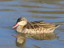 Red-Billed Teal (WWT Slimbridge 29/11/19) ©Nigel Key