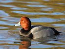 Redhead (WWT Slimbridge 29/11/19) ©Nigel Key