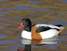 Shelduck (WWT Slimbridge 29/11/19) ©Nigel Key