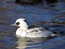 Smew (WWT Slimbridge 29/11/19) ©Nigel Key