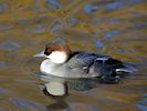 Smew (WWT Slimbridge 29/11/19) ©Nigel Key