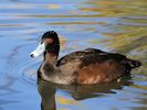 Southern Pochard (WWT Slimbridge 29/11/19) ©Nigel Key