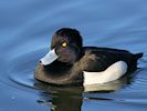 Tufted Duck (WWT Slimbridge 29/11/19) ©Nigel Key