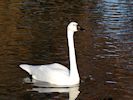 Whistling Swan (WWT Slimbridge November 2019) - pic by Nigel Key