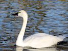 Whistling Swan (WWT Slimbridge 29/11/19) ©Nigel Key