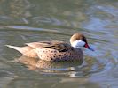 White-Cheeked Pintail (WWT Slimbridge 29/11/19) ©Nigel Key