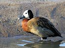 Black-Bellied Whistling Duck (WWT Slimbridge 29/11/19) ©Nigel Key