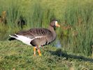 White-Fronted Goose (WWT Slimbridge 29/11/19) ©Nigel Key