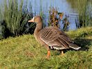 White-Fronted Goose (WWT Slimbridge 29/11/19) ©Nigel Key