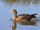 White-Fronted Goose (WWT Slimbridge 29/11/19) ©Nigel Key