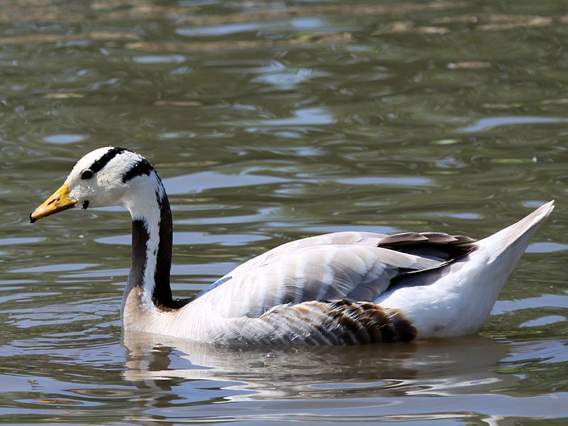 IDENTIFY BAR-HEADED GOOSE - WWT SLIMBRIDGE