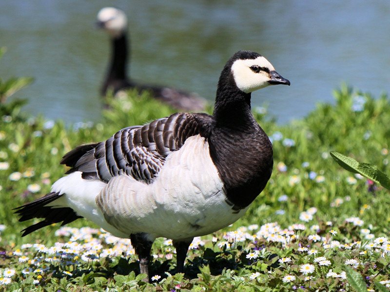 Wildfowl Identification Ducks Geese Swans Flamingo Cranes Wwt Slimbridge