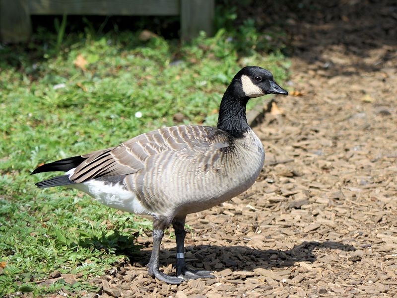 Cheap canada geese vermin uk Shop