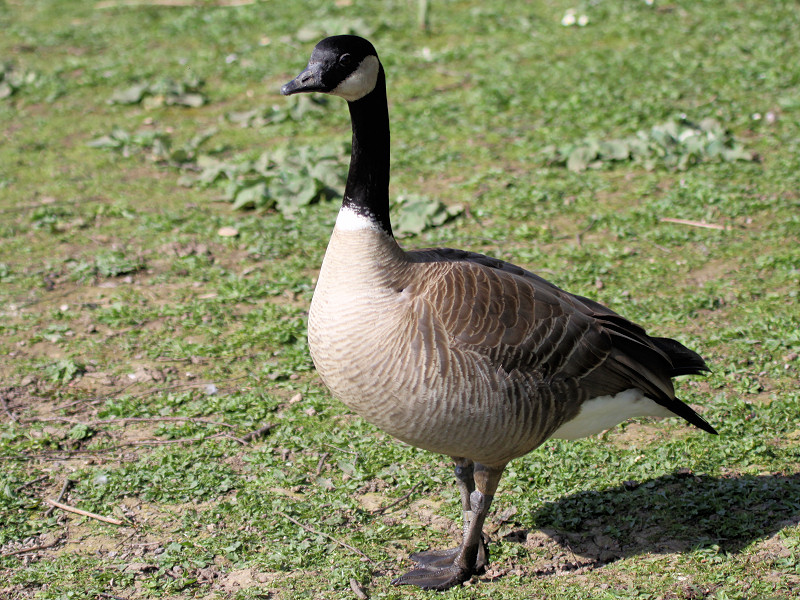 canada goose uk qualifications