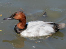 Canvasback (WWT Slimbridge June 2010) - pic by Nigel Key