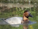 Canvasback (WWT Slimbridge September 2013) - pic by Nigel Key