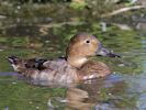 Canvasback (WWT Slimbridge September 2013) - pic by Nigel Key