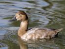 Canvasback (WWT Slimbridge September 2013) - pic by Nigel Key