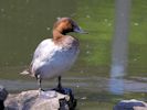 Canvasback (WWT Slimbridge July 2013) - pic by Nigel Key