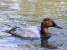 Canvasback (WWT Slimbridge September 2013) - pic by Nigel Key