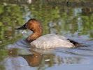 Canvasback (WWT Slimbridge September 2013) - pic by Nigel Key