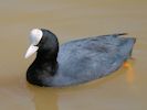 Coot (WWT Slimbridge April 2010) - pic by Nigel Key