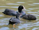 Coot (WWT Slimbridge June 2010) - pic by Nigel Key