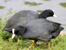 Coot (WWT Slimbridge 2010) - pic by Nigel Key