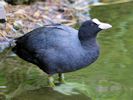 Coot (WWT Slimbridge 2011) - pic by Nigel Key