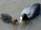 Coot (WWT Slimbridge June 2009) - pic by Nigel Key