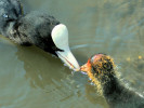 Coot (WWT Slimbridge June 2009) - pic by Nigel Key