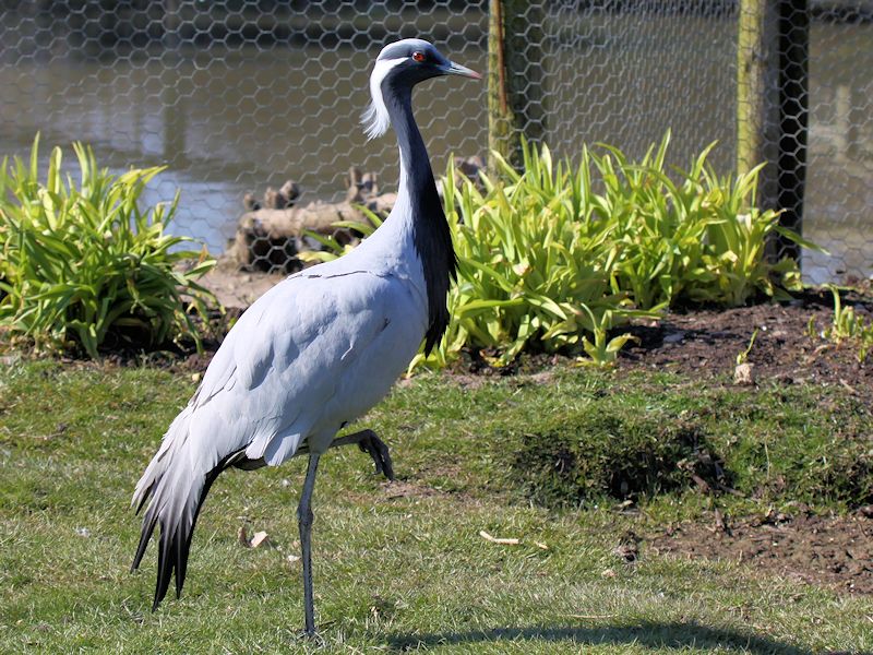 IDENTIFY DEMOISELLE CRANE - WWT SLIMBRIDGE