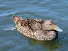 Eider (WWT Slimbridge June 2009) - pic by Nigel Key