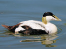 Eider (WWT Slimbridge June 2010) - pic by Nigel Key