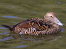 Eider (WWT Slimbridge October 2011) - pic by Nigel Key
