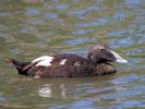 Eider (WWT Slimbridge July 2013) - pic by Nigel Key