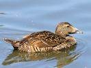 Eider (WWT Slimbridge July 2013) - pic by Nigel Key