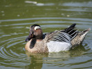 Garganey (WWT Slimbridge April 2011) - pic by Nigel Key