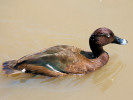 Hardhead (WWT Slimbridge June 2009) - pic by Nigel Key